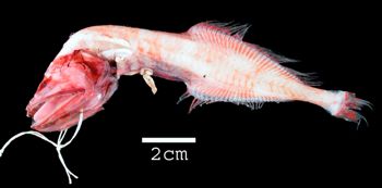 Media type: image; Ichthyology 163208